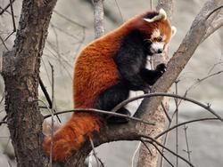 Panda roux du zoo de Budapest